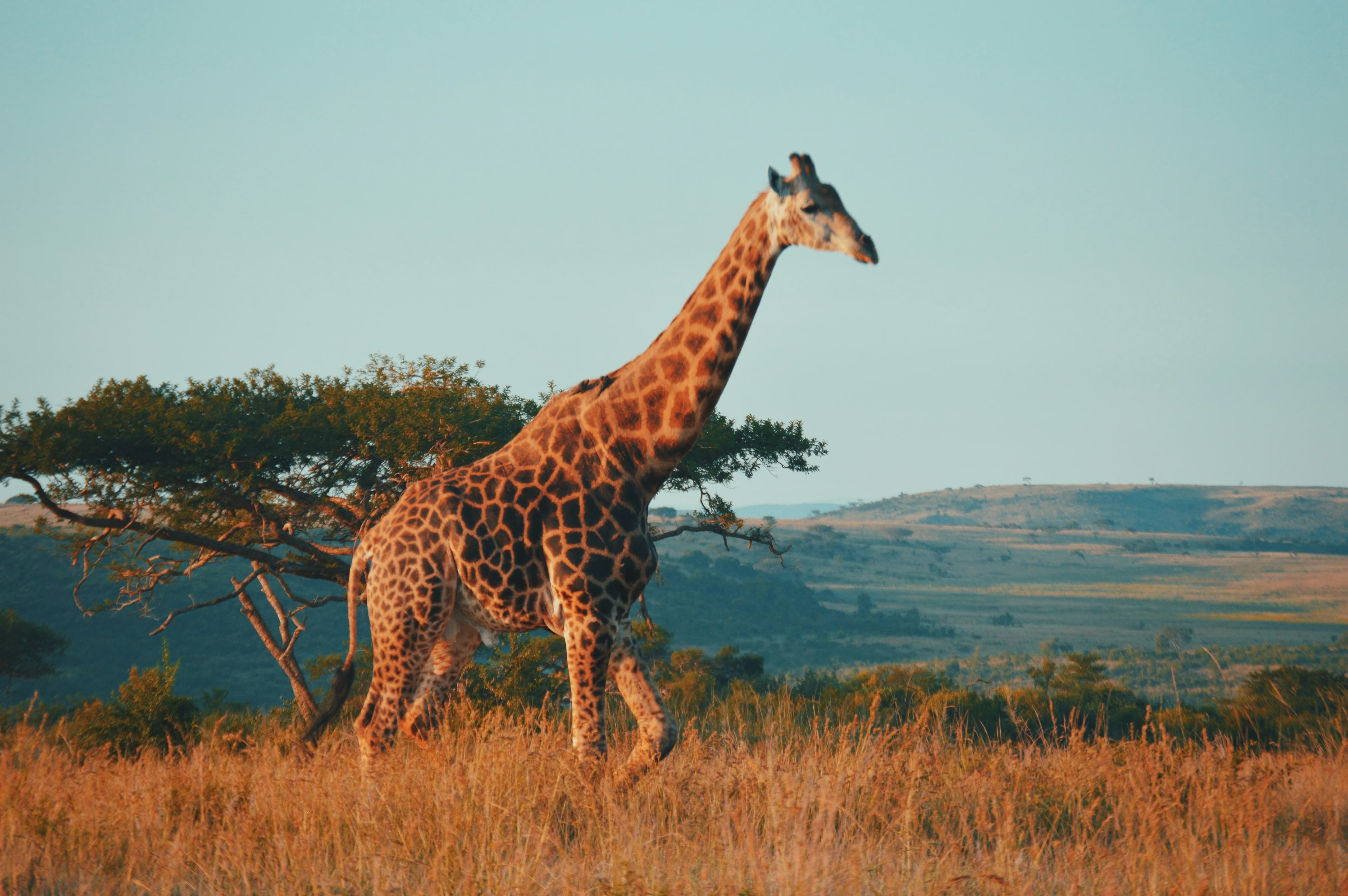 Safari, Cities, and Vineyards: Why South Africa Is the Ultimate Group Trip
